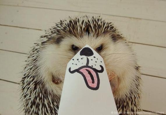 cute hedgehog.jpg
